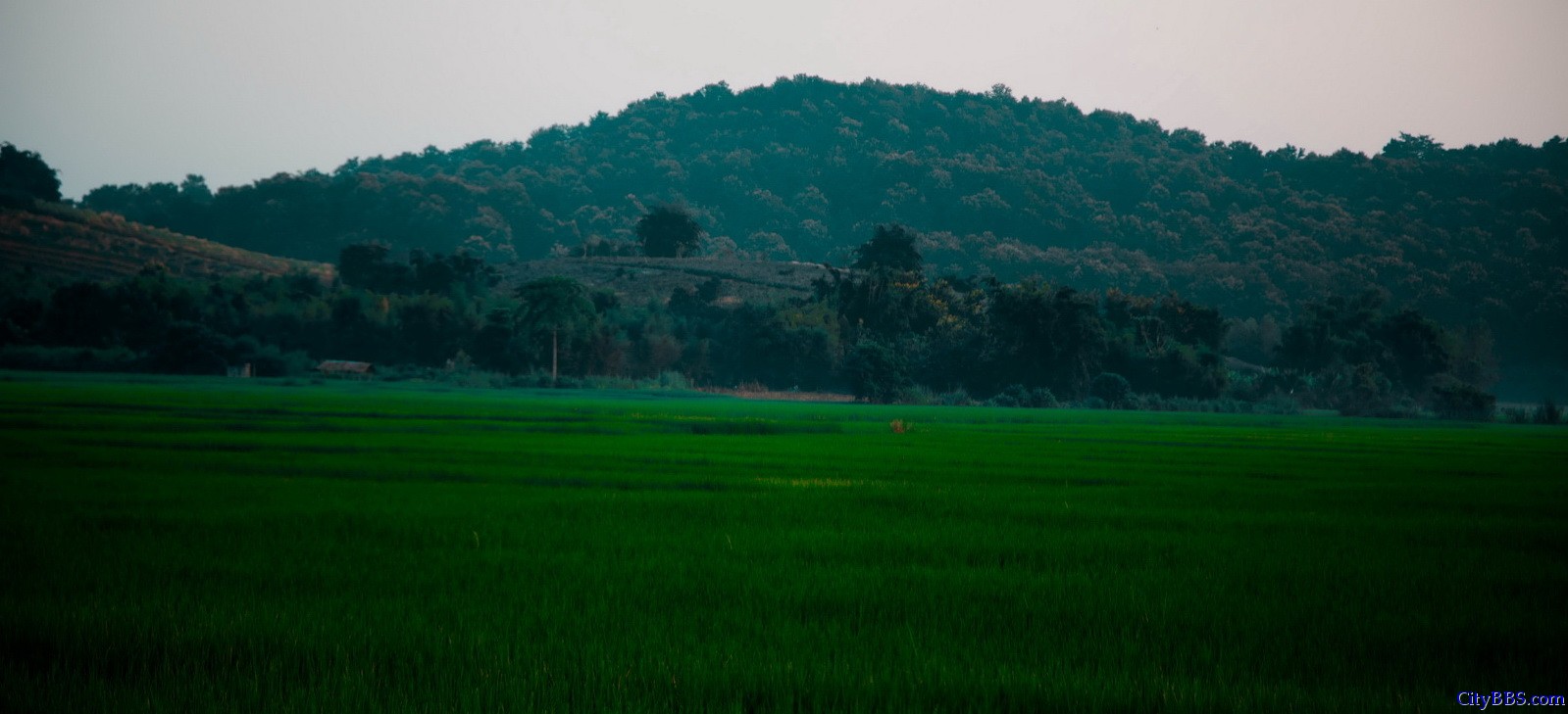 出金三角往回时，已是傍晚，绿绿的稻田上泛起阵阵薄雾，朦胧之中仿佛进入了人间仙境。 ...