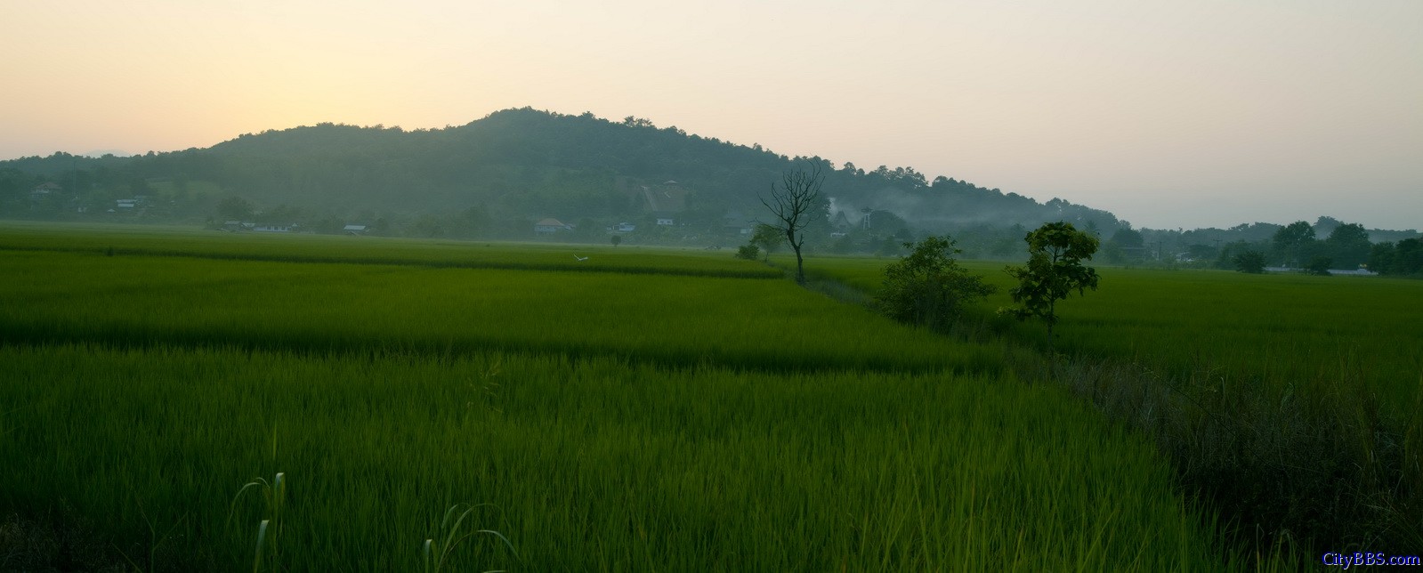 出金三角往回时，已是傍晚，绿绿的稻田上泛起阵阵薄雾，朦胧之中仿佛进入了人间仙境。 ...