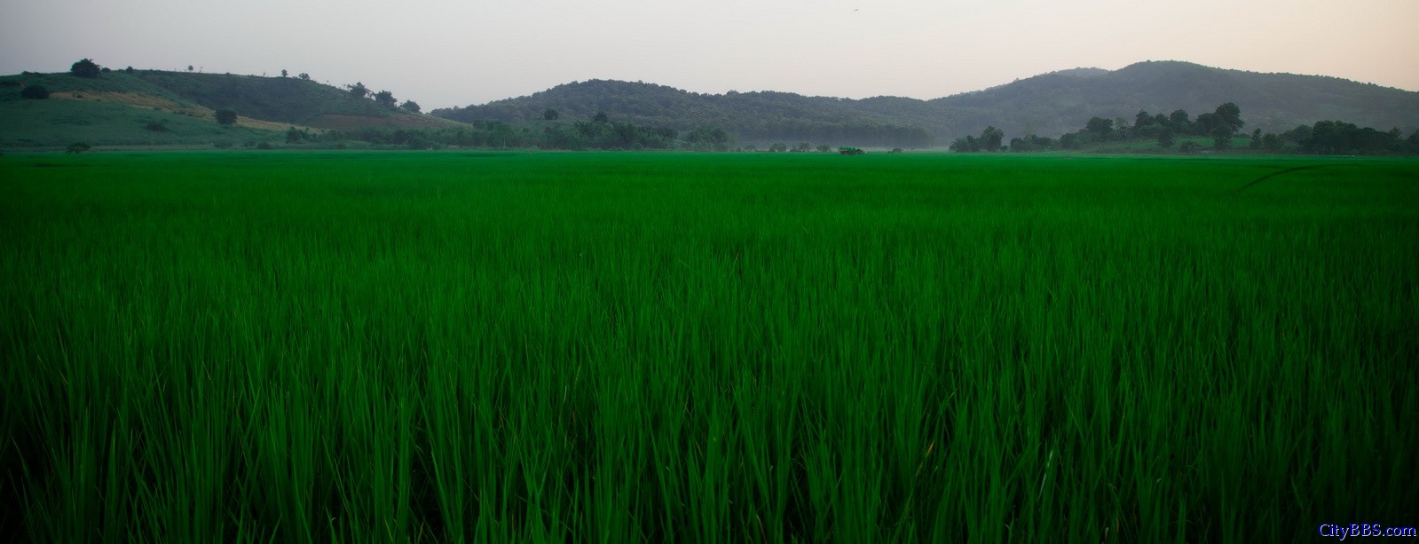 出金三角往回时，已是傍晚，绿绿的稻田上泛起阵阵薄雾，朦胧之中仿佛进入了人间仙境。 ...