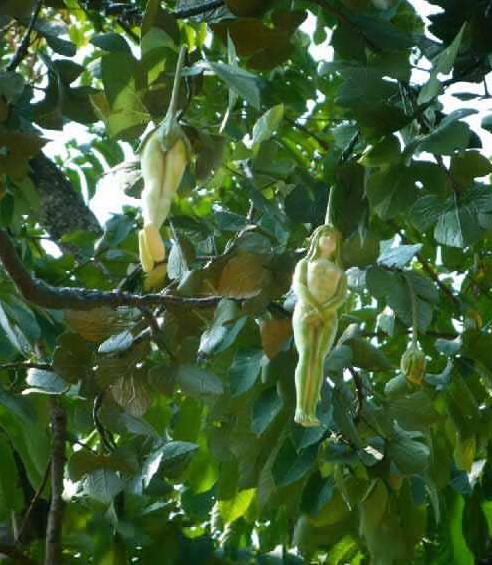 泰国神奇的“女人树”