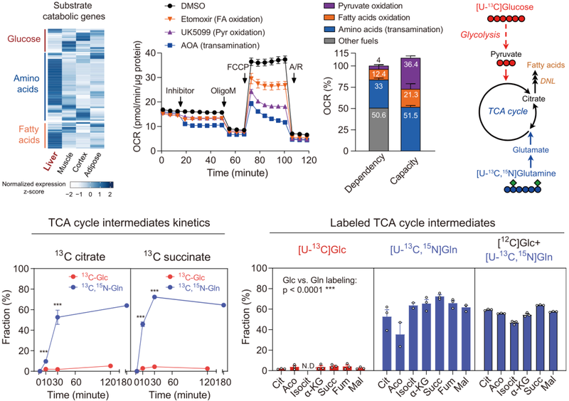 肝脏TCA循环的主要底物是氨基酸,而不是葡萄糖 肝脏TCA循环的主要底物是氨基酸,而不是葡萄糖