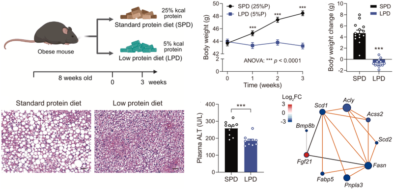 低蛋白饮食改善了脂肪肝 低蛋白饮食改善了脂肪肝
