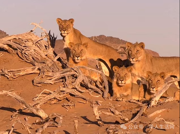 纳米比亚特有的“荒漠狮”种群 纳米比亚特有的“荒漠狮”种群