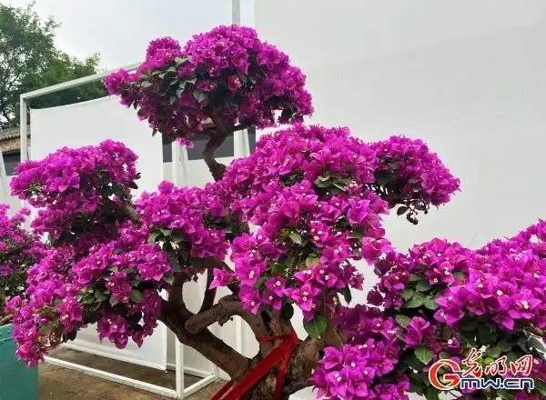 圆明园第三十届荷花节开幕 圆明园第三十届荷花节开幕