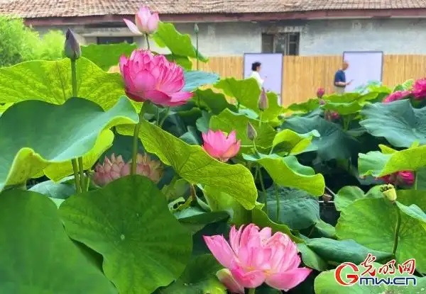 圆明园第三十届荷花节开幕 圆明园第三十届荷花节开幕