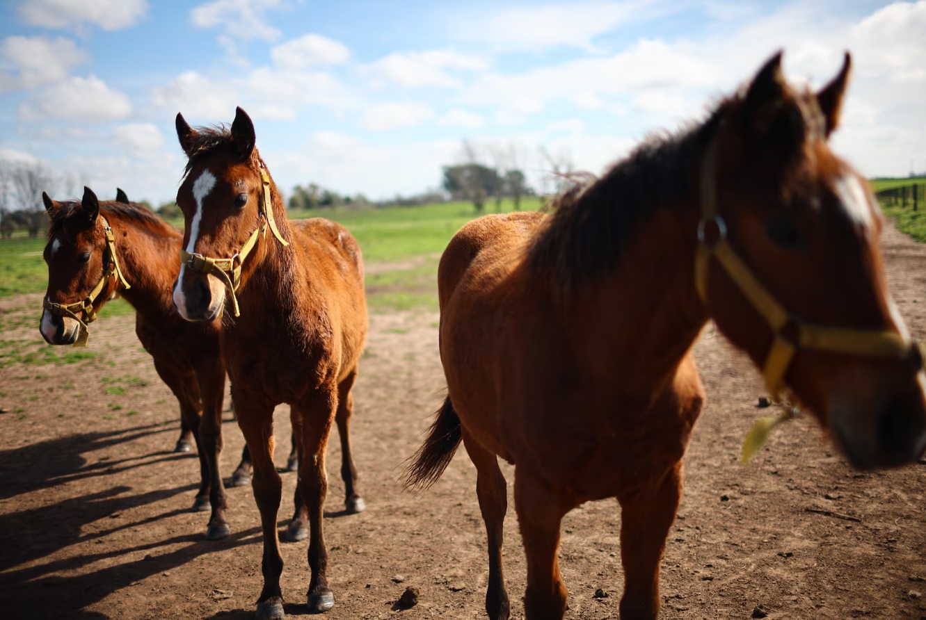 马球马通常在两岁时就开始适应,并在一两年后开始学习这项运动。但这些基因工程马的未来目前尚不确定 ... 马球马通常在两岁时就开始适应,并在一两年后开始学习这项运动。但这些基因工程马的未来目前尚不确定 ...