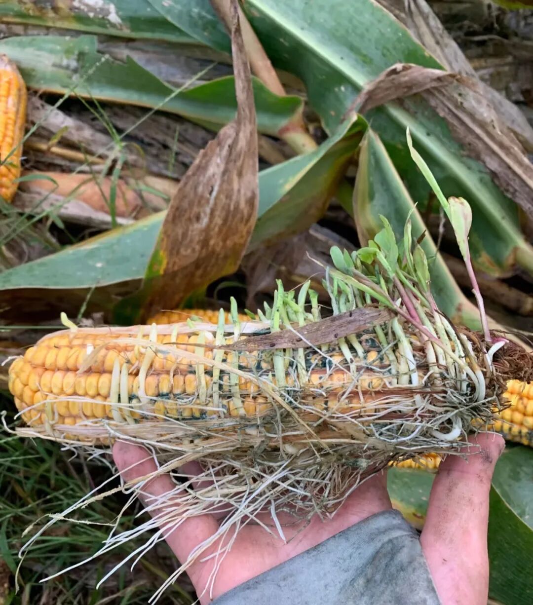 有的玉米籽粒已发芽成幼苗 有的玉米籽粒已发芽成幼苗