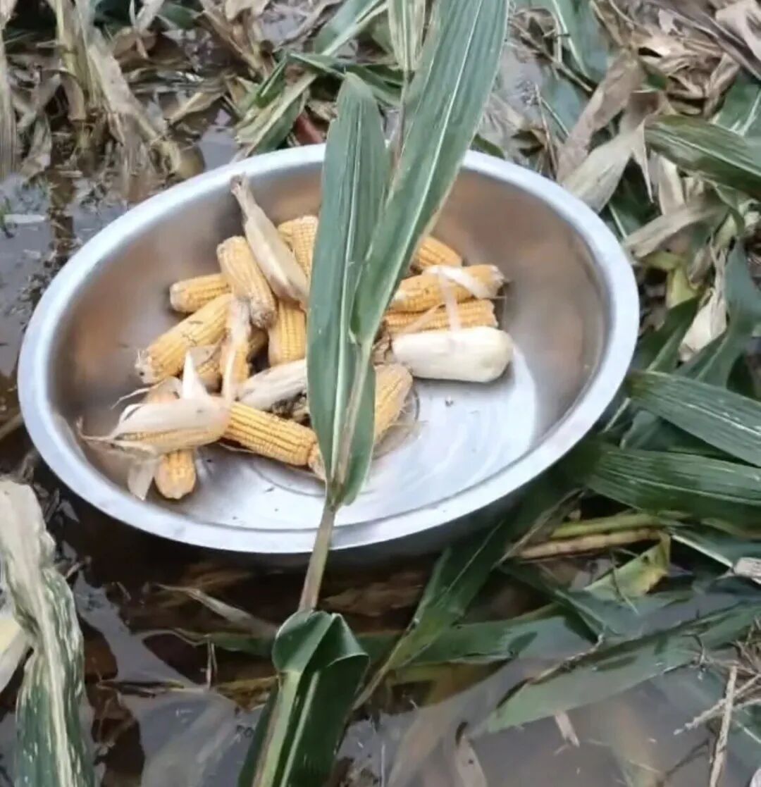 河南商丘永城,有农户用盆运出玉米 河南商丘永城,有农户用盆运出玉米