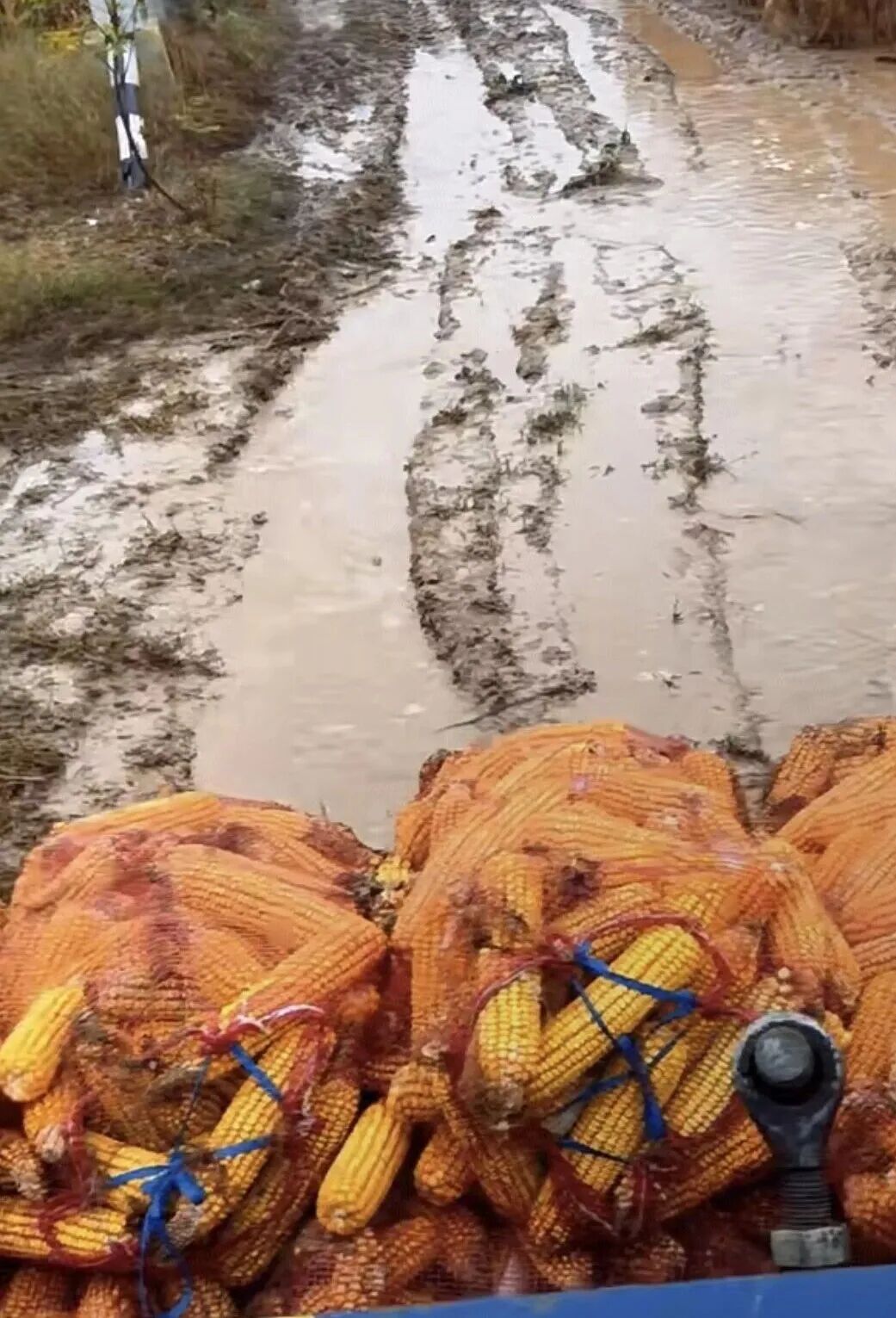 山东菏泽,农户拉着掰好的玉米在泥泞中艰难前行 山东菏泽,农户拉着掰好的玉米在泥泞中艰难前行