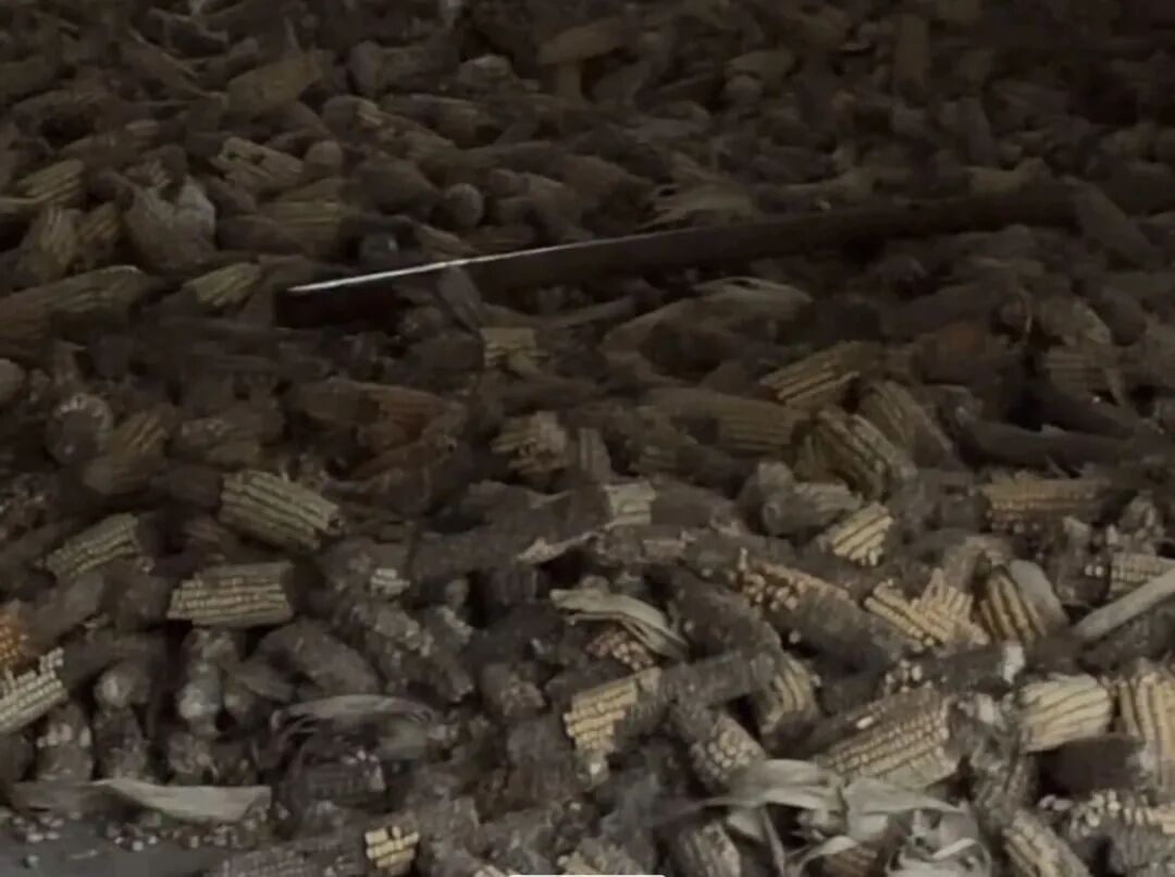 安徽亳州,玉米已经霉坏 安徽亳州,玉米已经霉坏