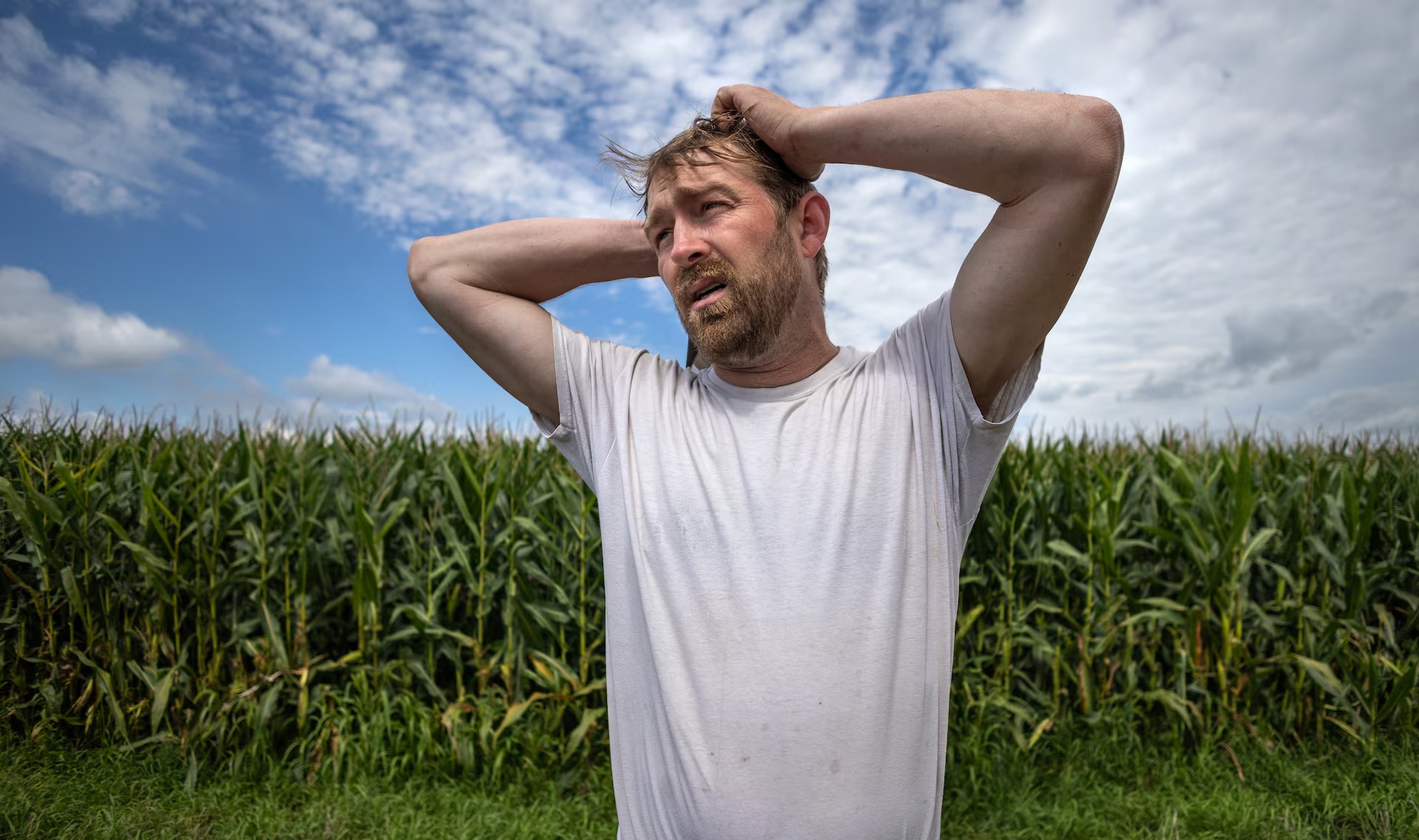 凯尔·温德兰在爱荷华州弗雷德里克斯堡的自家农场检查玉米田。他和其他巡视员发现了作物病害的迹象 ... ... ... 凯尔·温德兰在爱荷华州弗雷德里克斯堡的自家农场检查玉米田。他和其他巡视员发现了作物病害的迹象 ... ... ...