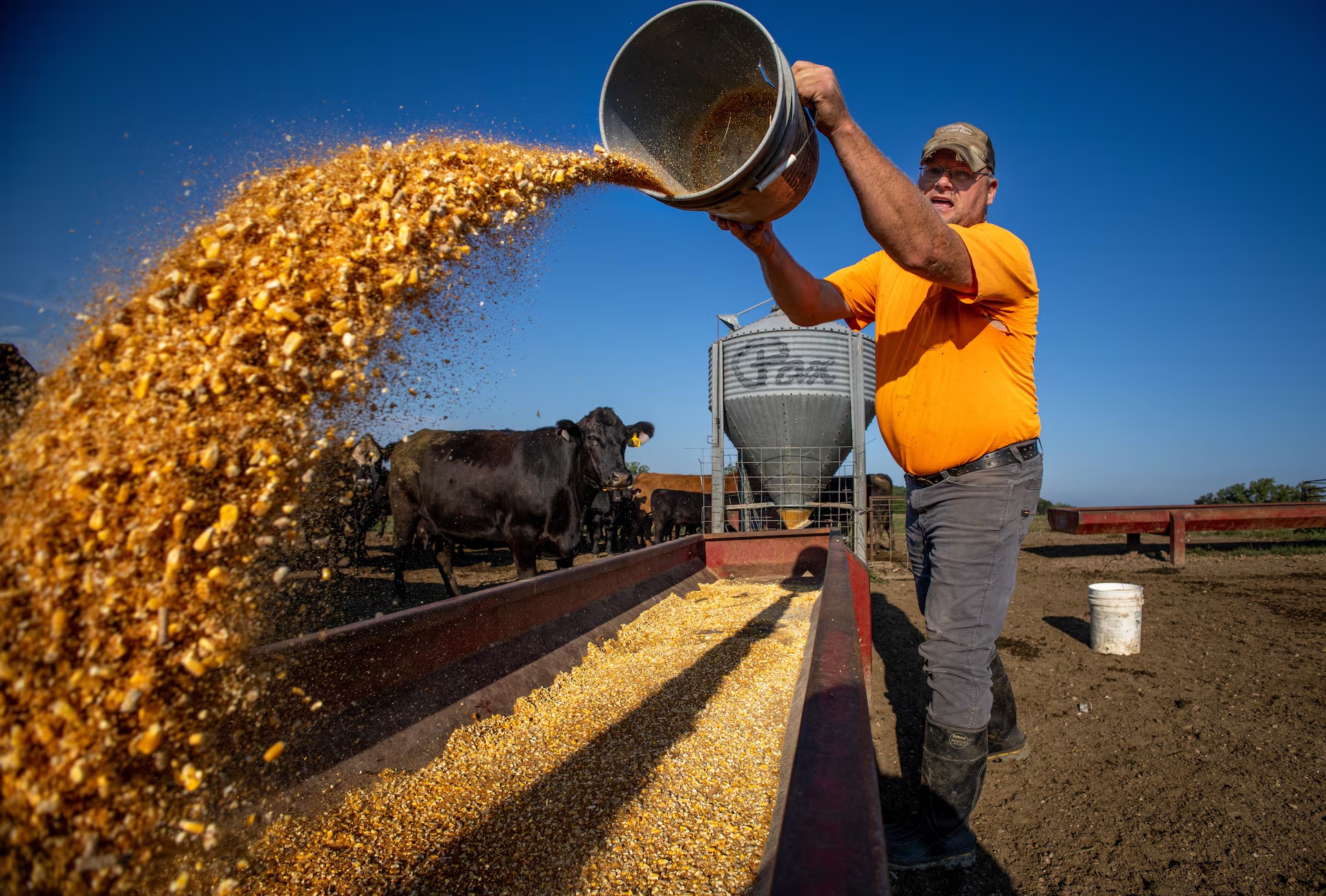 爱荷华州牧场主兼作物侦察员迈克·贝尔多在华盛顿的农场里给牛群喂玉米饲料 ... ... ... ... ... ... 爱荷华州牧场主兼作物侦察员迈克·贝尔多在华盛顿的农场里给牛群喂玉米饲料 ... ... ... ... ... ...