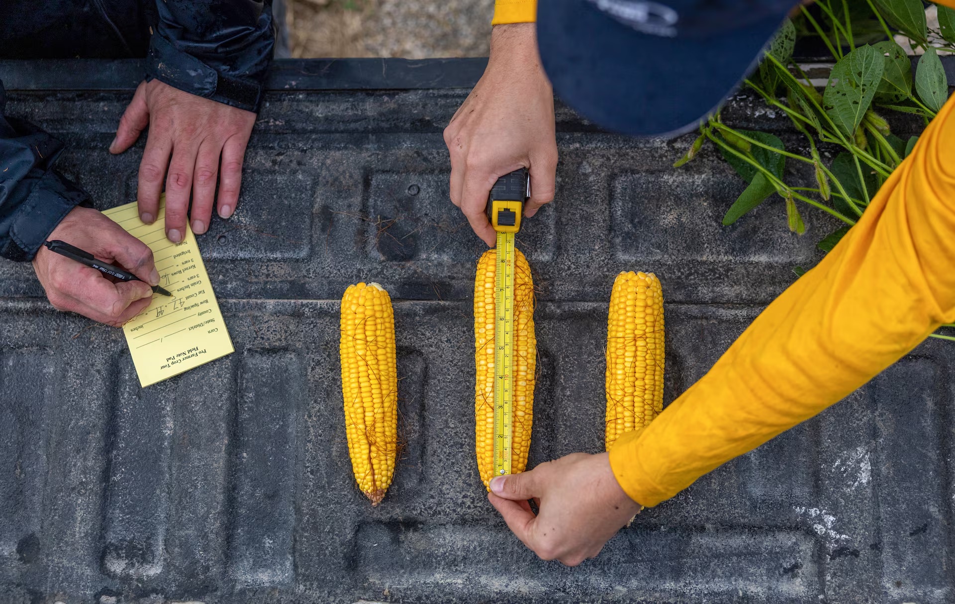 玉米侦察员在伊利诺伊州马歇尔县的一块田地里测量并记录玉米穗的长度 玉米侦察员在伊利诺伊州马歇尔县的一块田地里测量并记录玉米穗的长度