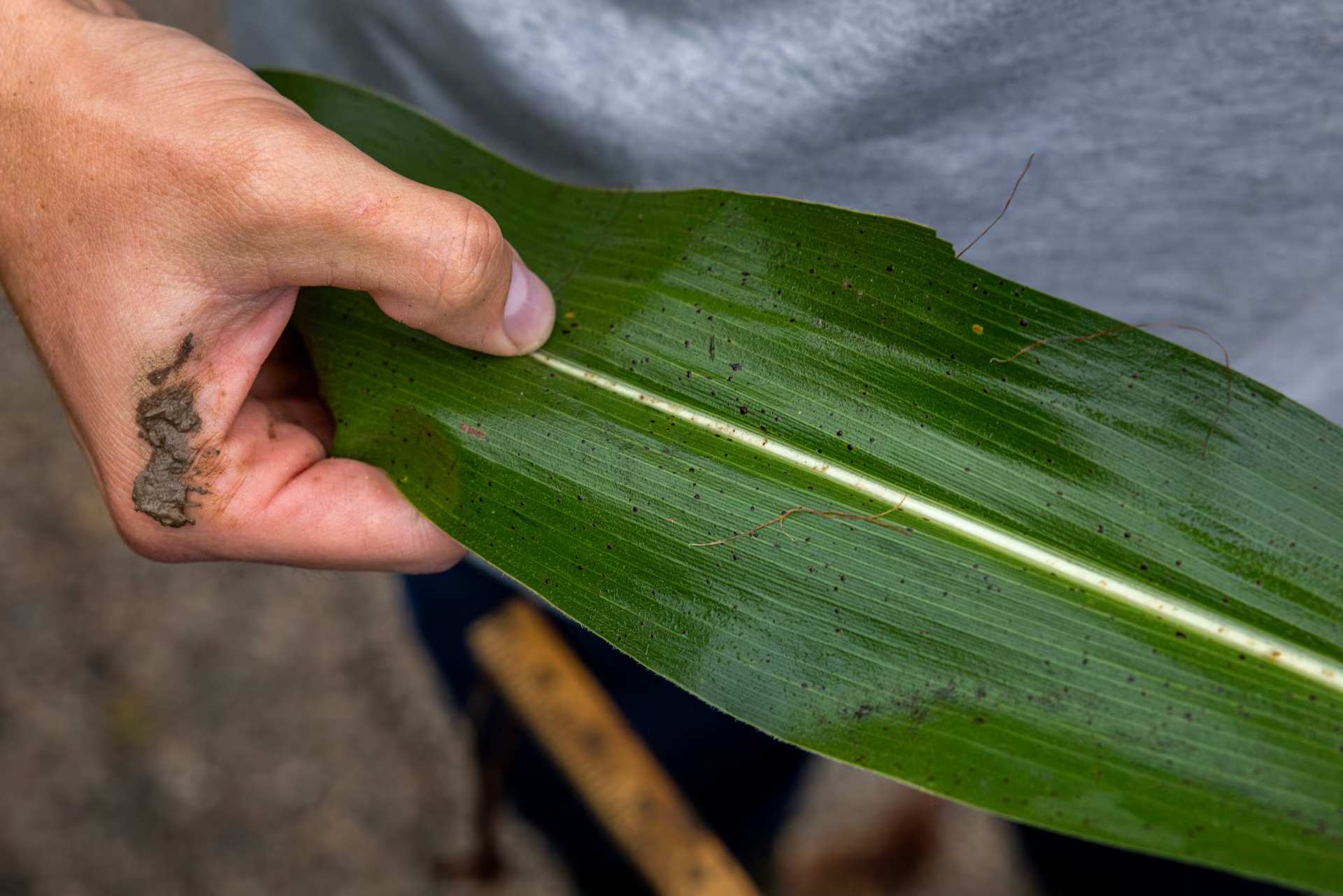 巡查员达斯汀·盖伊在印第安纳州检查一片感染南方锈病的玉米叶片 巡查员达斯汀·盖伊在印第安纳州检查一片感染南方锈病的玉米叶片
