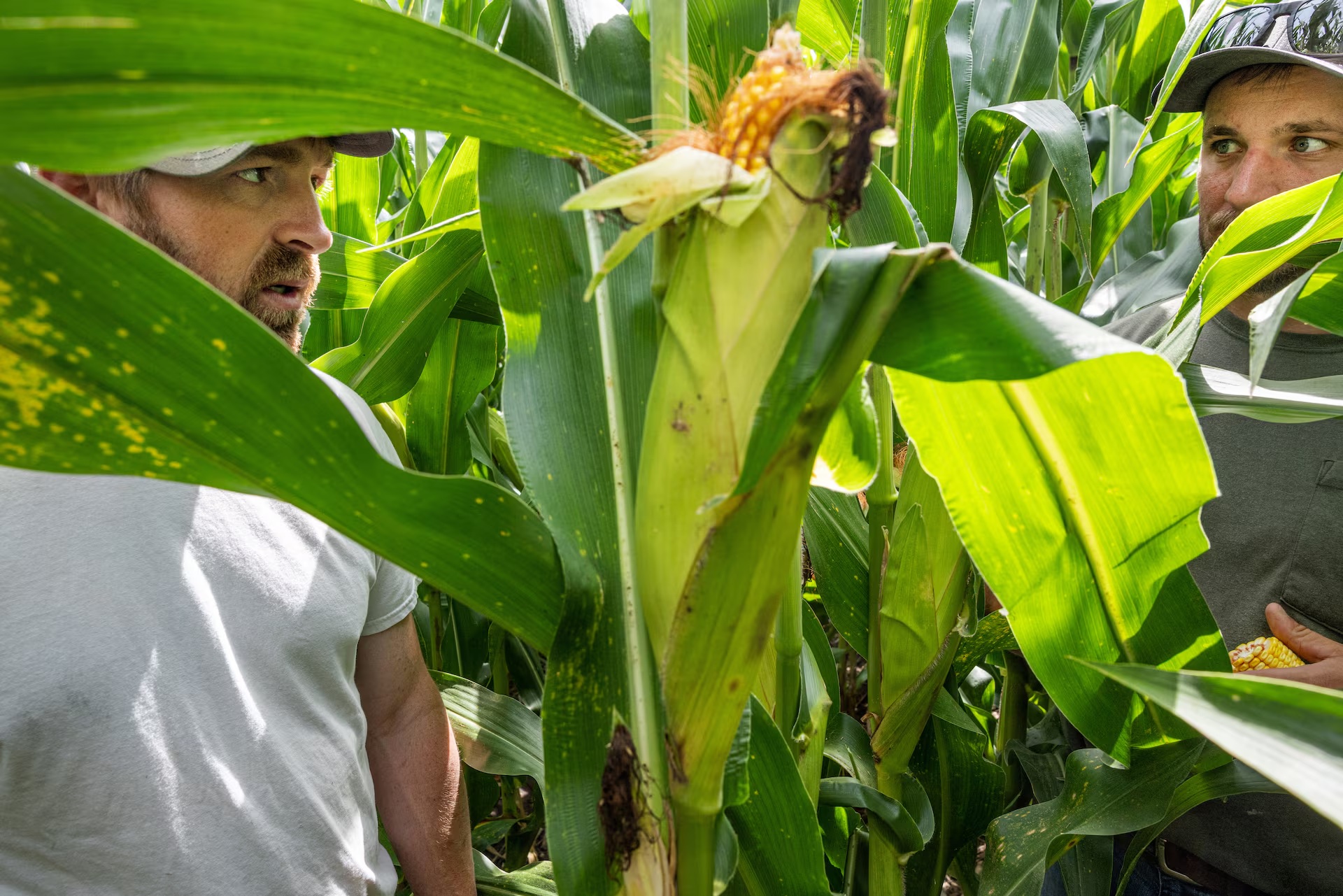 凯尔·温德兰与当地农学家乔什·蒂森一起检查自家玉米作物,寻找病害迹象 凯尔·温德兰与当地农学家乔什·蒂森一起检查自家玉米作物,寻找病害迹象